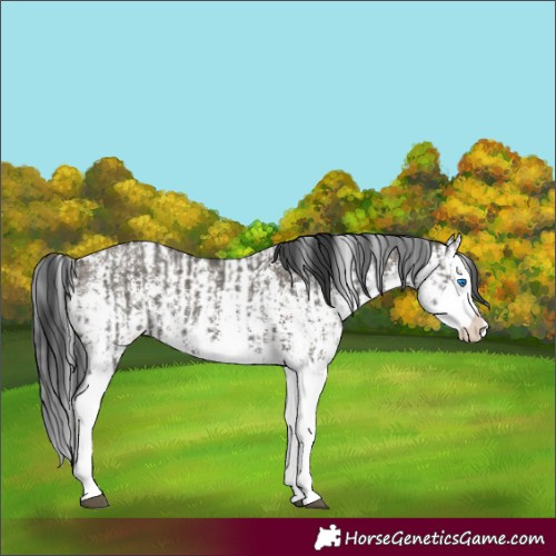 Horse Color:Grullo Sabino Splash  and Grullo Sabino Splash 