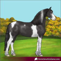 Horse Color:Smoky Black Sabino Tobiano