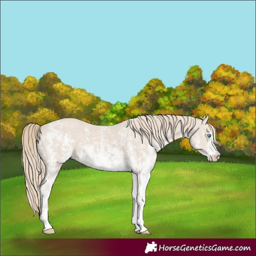 Horse Color:Smoky Creme Sabino  and Smoky Creme Sabino Rabicano 
