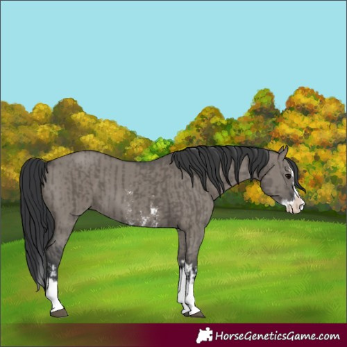 Horse Color:Grullo Sabino Splash  and Grullo Sabino Splash 