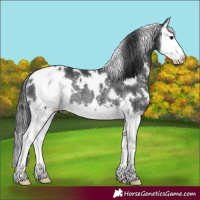 Horse Color:White Spotted Black Sabino Splash Rabicano 