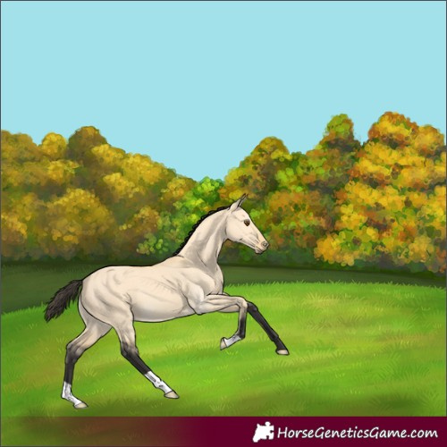 Horse Color:Buckskin Dun 