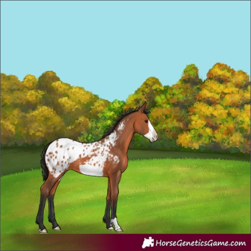 Horse Color:Bay Frame Appaloosa
