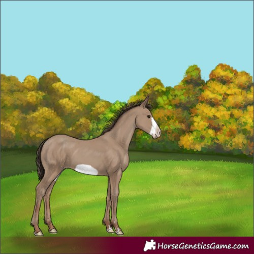 Horse Color:Classic Champagne Frame 