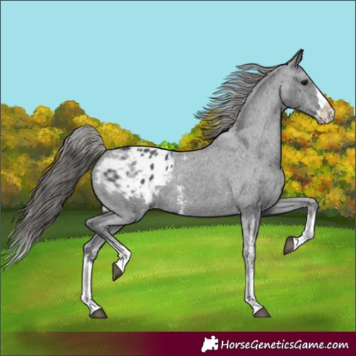 Horse Color:Unknown 