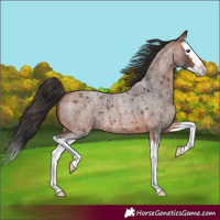 Horse Color:Bay Roan Splash 
