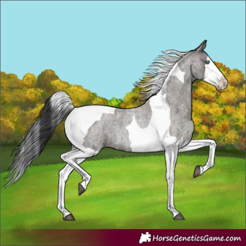 Horse Color:Grullo Roan Splash Tobiano 