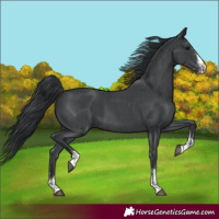 Horse Color:Black Sabino 
