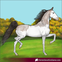 Horse Color:Bay Roan Splash 