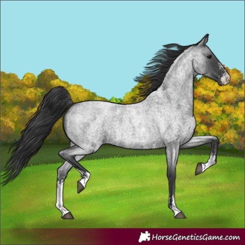 Horse Color:Blue Roan Sabino 
