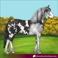 Horse Color:White Spotted Liver Chestnut Sabino