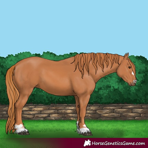 Horse Color:Chestnut 