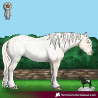 Horse Color:Palomino Pearl Blanket 