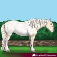 Horse Color:Palomino Pearl Appaloosa 