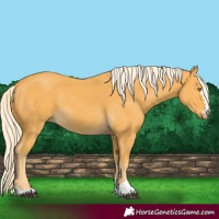 Horse Color:Palomino 
