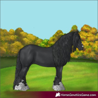 Horse Color:Black 