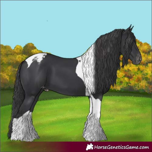 Horse Color:Black Tobiano Appaloosa 