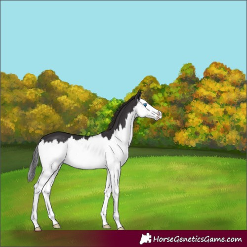 Horse Color:Smoky Black Splash 