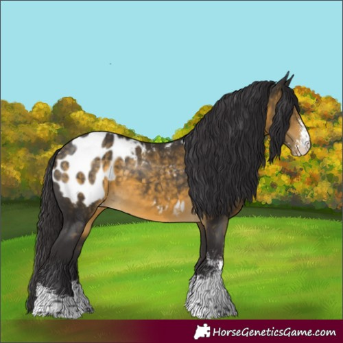 Horse Color:Buckskin Sabino Appaloosa