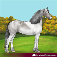 Horse Color:Gray Smoky Grullo Sabino Tobiano