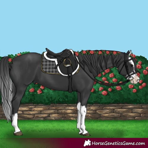 Horse Color:Black Splash 