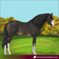 Horse Color:Buckskin 