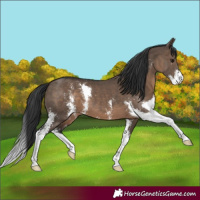 Horse Color:Brown Dun Sabino