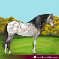 Horse Color:Gray Brown Roan Dun Mushroom Tobiano Appaloosa Brindle 