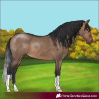 Horse Color:Brown Dun