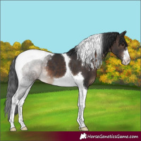 Horse Color:Brown Tobiano Appaloosa