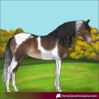 Horse Color:Brown Tobiano Appaloosa 