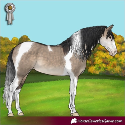 Horse Color:Brown Dun Tobiano Appaloosa 