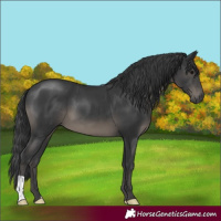 Horse Color:Black 