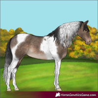 Horse Color:Brown Dun Tobiano Appaloosa 