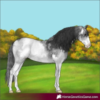 Horse Color:Black Sabino 