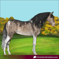Horse Color:Brown Dun Sabino Tobiano Appaloosa Brindle 