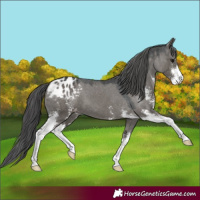 Horse Color:Grullo Sabino Appaloosa 