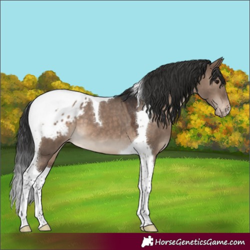 Horse Color:Brown Dun Tobiano Appaloosa 