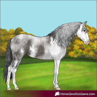 Horse Color:Grullo Sabino