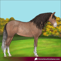 Horse Color:Sable Champagne Sabino Rabicano 