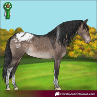 Horse Color:Brown Dun Mushroom Tobiano Appaloosa 