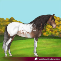 Horse Color:Brown Mushroom Tobiano Appaloosa 