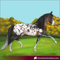 Horse Color:Brown Sabino Near Leopard 