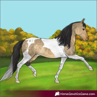 Horse Color:Buckskin Dun Tobiano