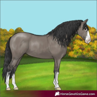 Horse Color:Grullo 