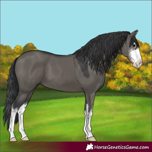 Horse Color:White Spotted Grullo 