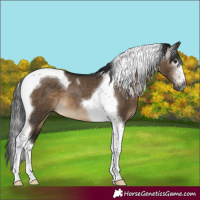 Horse Color:Gray Brown Dun Tobiano