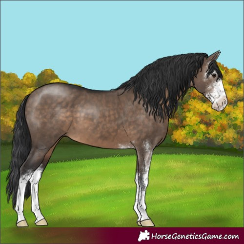 Horse Color:Brown Dun Sabino 