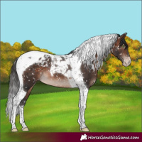 Horse Color:Brown Mushroom Tobiano Appaloosa 
