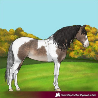 Horse Color:Brown Dun Tobiano Appaloosa